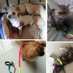 Colorful Sturdy Rainbow Nylon Dog Harness Leash Set
