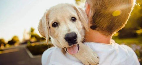 High Quality Pet Grooming Table With Pneumatic Lift Customizable In Bulk For Small Medium-Sized Pets Includes Brushes Trimmer