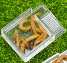 Ant Farm Food Feeder